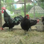 Най-интересното от пилета-кокошките носачки и преглед на функциите, снимки и видео