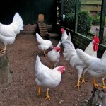 Най-интересното от пилета-кокошките носачки и преглед на функциите, снимки и видео