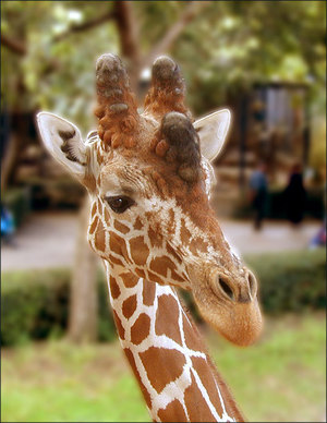 Цялата информация за жирафи хабитат, поведение, физиология, особено от вида и интересни факти
