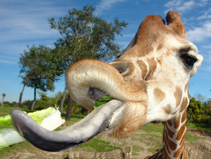 Цялата информация за жирафи хабитат, поведение, физиология, особено от вида и интересни факти