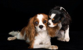 кучета за чифтосване - план здрави потомство!