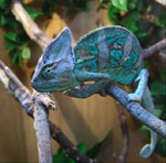поддръжка Chameleon и грижи (уверете хамелеон) поддържане и грижа Chameleon