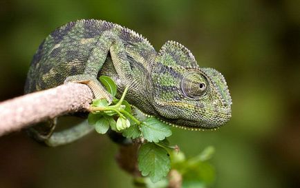 поддържане и грижа Chameleon (хамелеони грижи) поддържане и грижа Chameleon