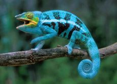 Chameleon у дома