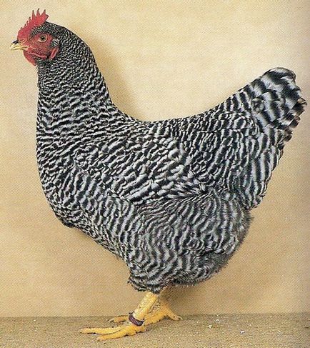 Характеристики на породата на пилета amroks със снимки и мнения на представители на животновъди