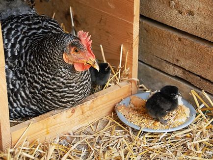 Характеристики на породата на пилета amroks със снимки и мнения на представители на животновъди