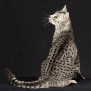 Естеството на котката зависи от породата - съвети за избор на котенце, градски котки