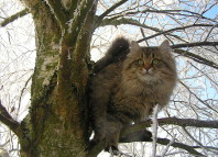Естеството на сибирска котка