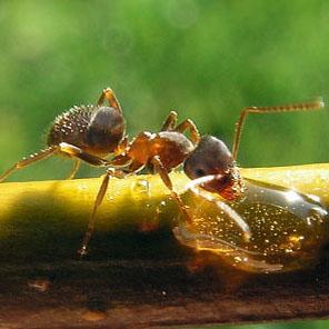 Завързан борба с градински мравки