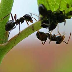 Завързан борба с градински мравки