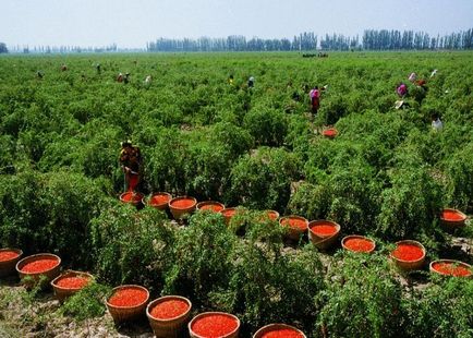 Годжи Бери - грижи и отглеждане на страната