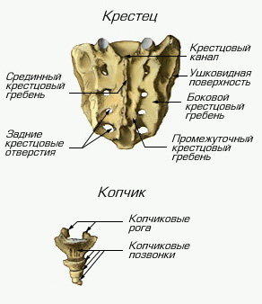 Заболявания на вътрешните органи