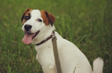 Проектът на закон за съдържанието на кучетата представени на руската Дума