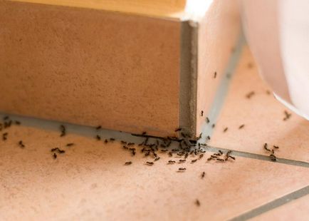 Бред мравки как да се справят с народни средства