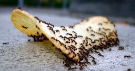 Бред мравки как да се справят с народни средства