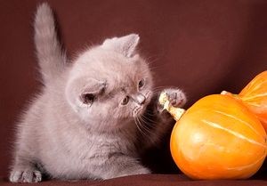 Здраве британски котки ваксини срещу към котки и котенца, британски