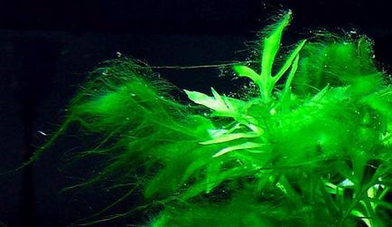 Зелени водорасли в аквариум как да се борим и да се отървете от