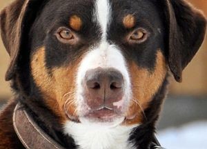Описание пастирско куче порода куче Swiss характер на кученца, снимки