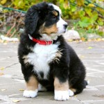 Описание пастирско куче порода куче Swiss характер на кученца, снимки