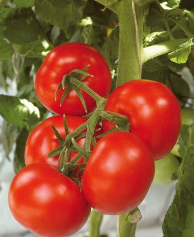 Термоустойчиви сортове домати с описание и снимка