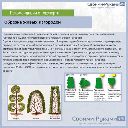 Хеджес в страната със собствените си ръце какви растения - за преглед, инструкции стъпка по стъпка!