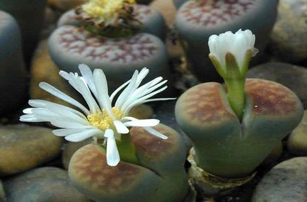 Живи камъни или Lithops - грижи и поливане