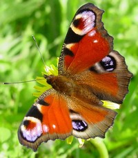 Жизненият цикъл на пеперудите