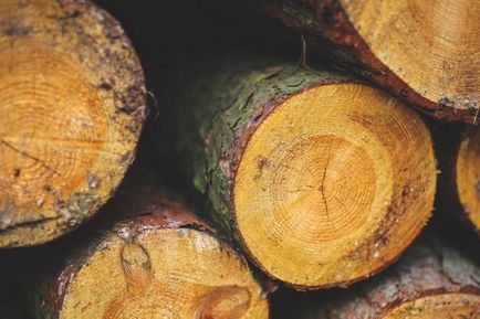 Значение дървен материал, състав, свойства, характеристики и структура