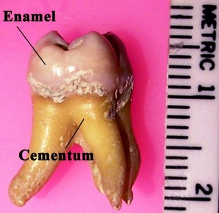 човешки зъби