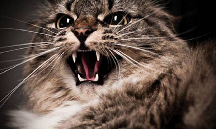 сред котките сред котките