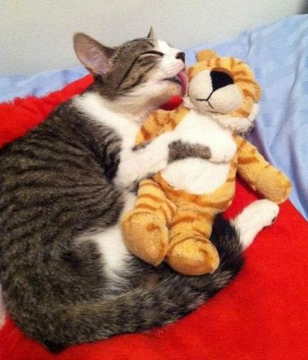 сред котките сред котките