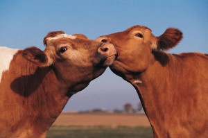 Изкуственото осеменяване на крави, методи и техники за употреба