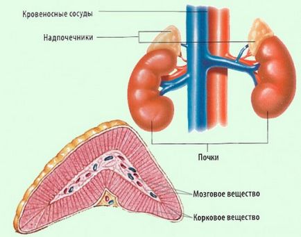 Как да проверите надбъбречните жлези на възрастни жени и мъже, както и ...