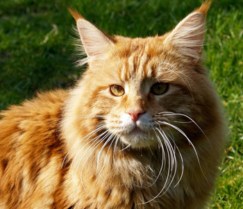 Cat порода Мейн Куун - описание, мнения на собствениците, снимка, нашите най-добри приятели