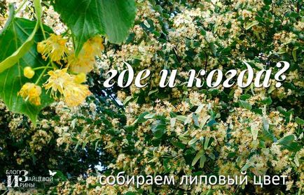 От това, което липов цвят От това, което липов цвят