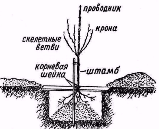 круши цветчета