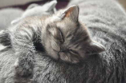 котки се усмихнат котки се усмихнат