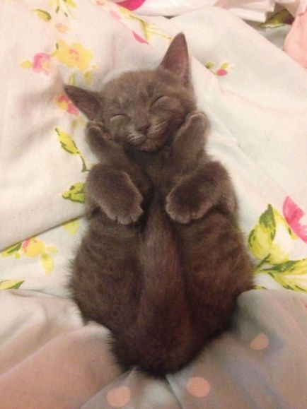 котки се усмихнат котки се усмихнат