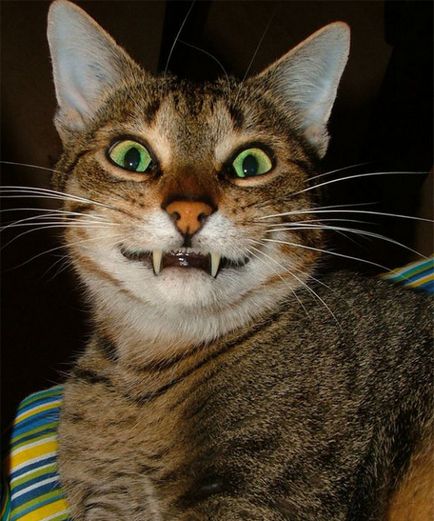 котки се усмихнат котки се усмихнат