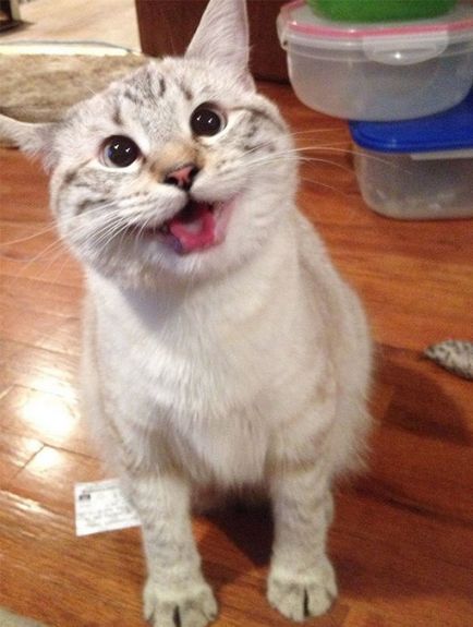 котки се усмихнат котки се усмихнат