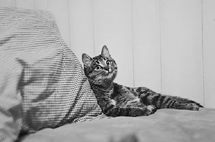 котки се усмихнат котки се усмихнат