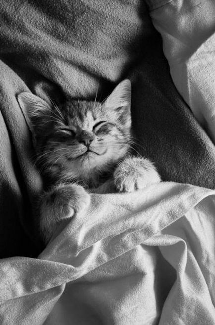 котки се усмихнат котки се усмихнат
