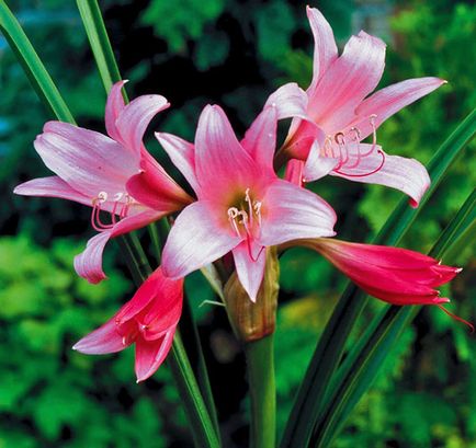 Защо не Amaryllis цъфтеж Защо не Amaryllis цъфтеж