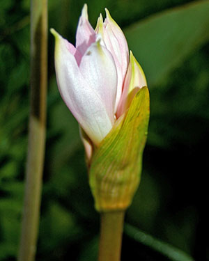Защо не Amaryllis цъфтеж Защо не Amaryllis цъфтеж