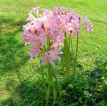 Защо не Amaryllis цъфтеж Защо не Amaryllis цъфтеж