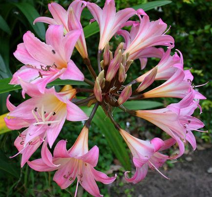 Защо не Amaryllis цъфтеж Защо не Amaryllis цъфтеж