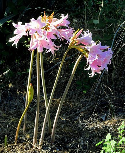 Защо не Amaryllis цъфтеж Защо не Amaryllis цъфтеж