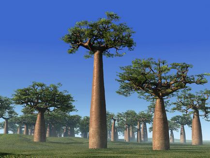 Baobab го