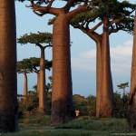 Baobab го