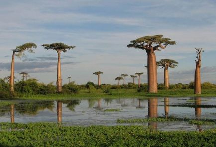 Baobab го